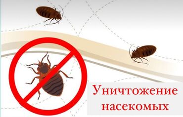 уничтожение насекомых: Дезинфекция, дезинсекция | Клопы, Блохи, Тараканы | Транспорт, Офисы, Квартиры