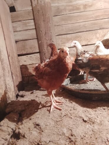 Kənd təsərrüfatı quşları: Toyuq cücələri, Damazlıq, Ünvandan götürmə