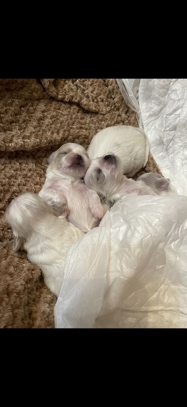 Pişiklər: Pekines, 1 ay