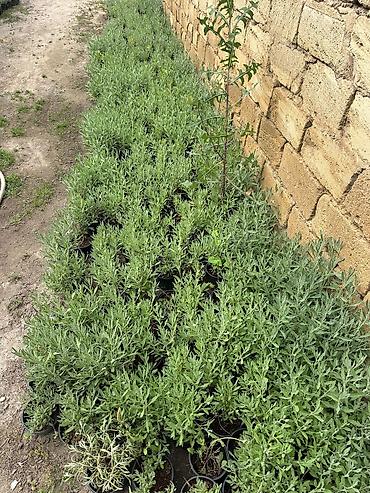 uzum tingləri: Lavanda (Lavandula) tingləri – qara plastik dibçəklərdə - Bitki növü — 4