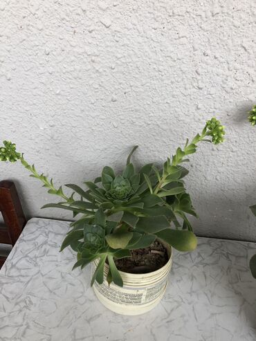 Otaq bitkiləri: Otaq bitkileri — 2