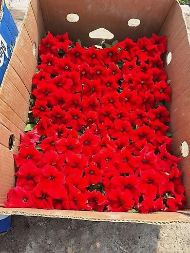 Другие садовые цветы и кустарники: Только оптом.По штучно не звонить.Рассада однолетних цветов для клумб — 6