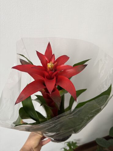 Другие комнатные растения: Гузмания абутилон оранжевый,каланхое розовый махровый,амазонская — 3