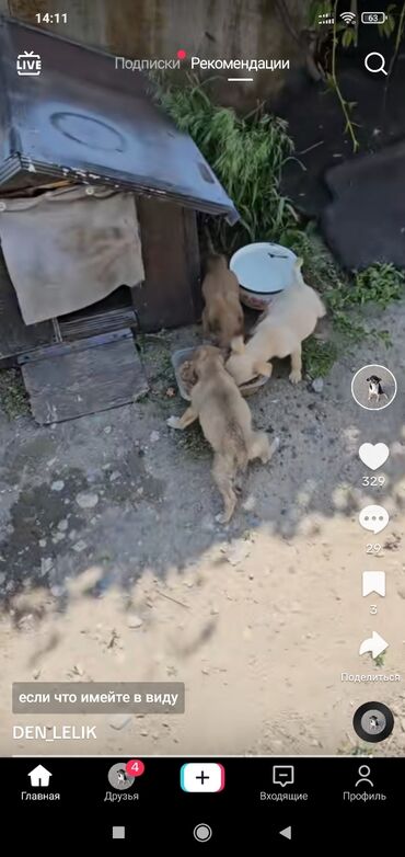 отдам в хорошие руки собаку: Отдаем бесплатно в добрые руки щенков 3 шт, г.Бишкек, район 10 мкрн