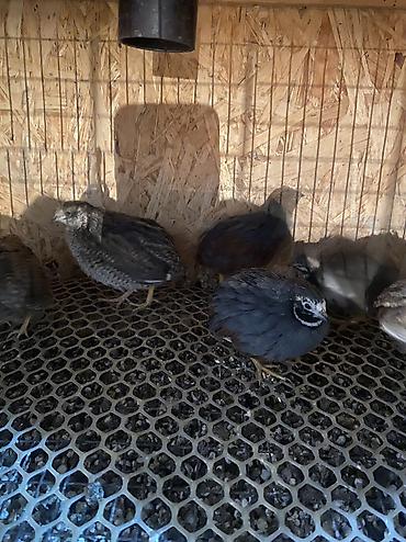 Другие с/х животные: Китайские расписные перепелки - Породы/окрасы: смешанные – тёмные — 3