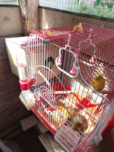 Tutuquşları: Papuqaylar biri 14 Azn erkey disi var — 11