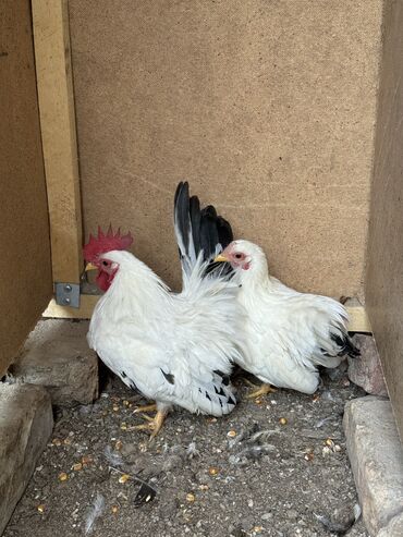 домик для птиц: Продаю карликов, цыплят и кур несушек❗️ Шабо 1 петух 1 курица - 4000с
