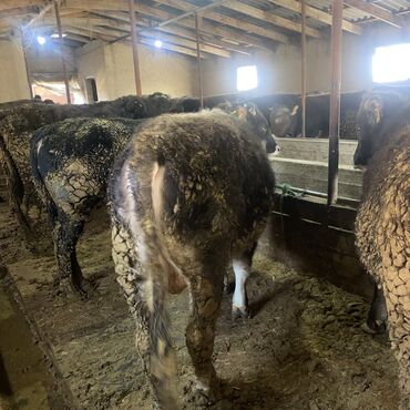 Коровы, быки: Продаю | Бык (самец) | Швицкая, Алатауская | На откорм, На забой, Для разведения — 7