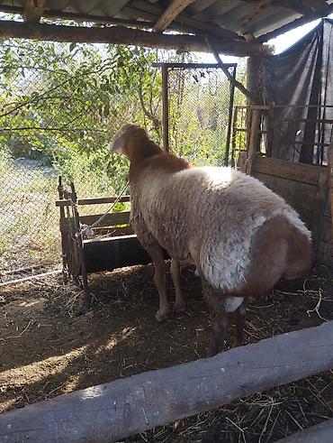 Продам с/х животных: Продаю | Овца (самка) | Эдильбаевская | Для разведения | Матка — 7