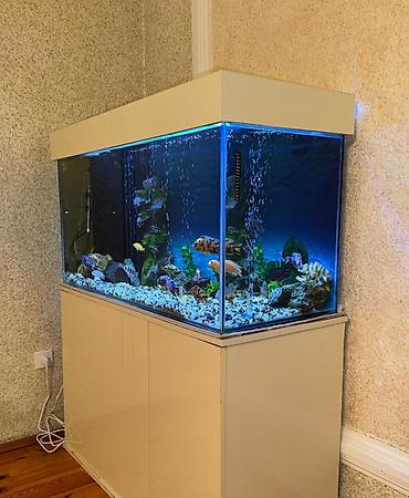 сколько стоит аквариум: . Salam.Akvarium altligilə birlikdə satilir Uzunlugu 1.20 Eni 50 — 6
