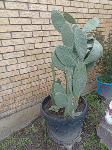 Baštenska dekoracija: Kaktusiviše vrsta i veličina, preuzimanje lično i dogovor — 3