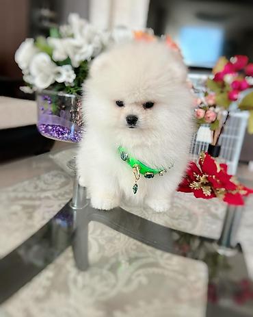 pomeranian: Şpitz, 2 ay, Erkək, Peyvəndli — 3