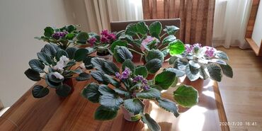 Otaq bitkiləri: Bənövşələr