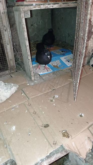ucuz quzu: Bir cut erkek maya temiz qara kekilli quslar satilir.qiymeti cut bir — 8