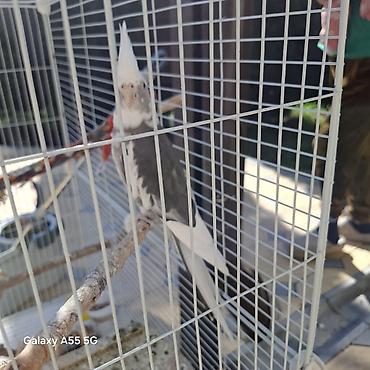 Другие с/х животные: 🦜 Попугаи корелла в продаже Продаются 2 кореллы: ✔ Одному — 2 года ✔ — 4