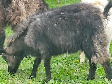 Козы, козлы: Продаю | Коза (самка), Козёл (самец), Козлёнок — 15