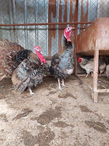 Индюки: Продаю | Индюк (самец) | Для разведения | Племенные — 3