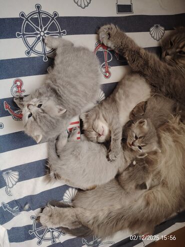 Pişiklər: Boz rəngli balaca pişiklər – yumşaq tüklü, iri qara gözlü, qısa — 9