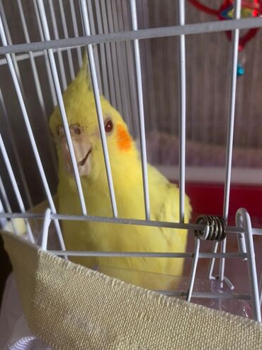 Tutuquşları: Növ: Korella papuqayı (cockatiel), sarı rəng 6 aylıgdır Erkek cinsidir — 17