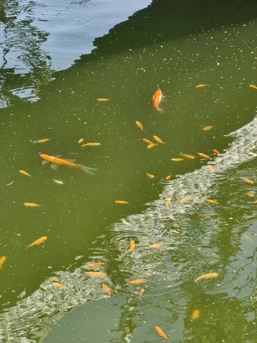 Balıqlar: Koi, Sülhsevər, Ünvandan götürmə -da lalafo.az — 11 Balıqlar: Koi, Sülhsevər, Ünvandan götürmə — 11