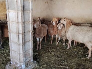 Бараны, овцы: Продаю | Овца (самка) | Арашан | Для разведения | Котные, Матка, Племенные — 9