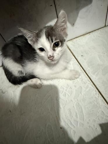 коты белый: Отдам котят в хорошие руки, звонить по номеру — 3