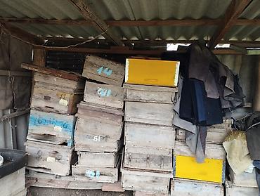 Arı yeşikləri: Arıxana avadanlığı – taxta pətəklər və gövdələr - Məhsul: Arıçılıq — 2