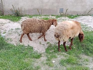keci bazari: Dişi, Qala, il: 2, 60 kq, Damazlıq, Ünvandan götürmə — 4