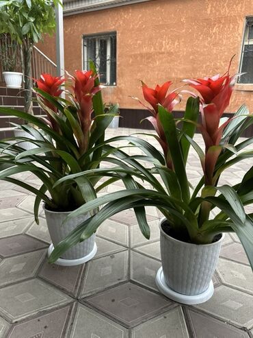 для растений: Гузмания (Guzmania) в декоративном горшке - Яркое экзотическое