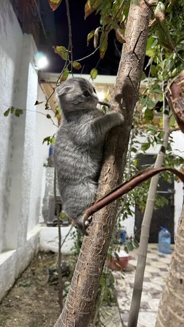 pişik sumqayıt: Şotland
