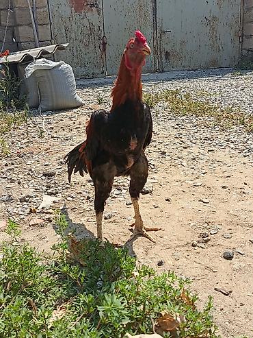 rotweiller: 11 Aylıq becədi tayına heyvan gətirib yoxlaya bilərsiz qiymətdə — 2