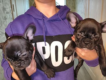 Продажа собак: Бульдог, 2 месяца, Самец, С прививкой at lalafo.kg — 6 Продажа собак: Бульдог, 2 месяца, Самец, С прививкой — 6