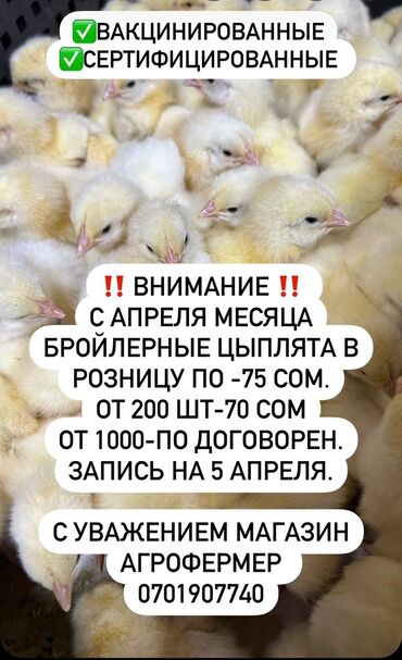 животные в зоомагазине: Бройлерные цыплята Росс 308.Вакцинированные.Сертвицированные