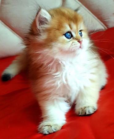 Pişiklər: Britan — 7