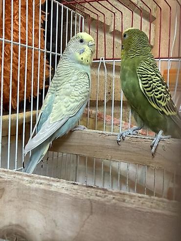 Dalmatin və yaşıl rəngli cins bülbüllər (papuqay) – iki ədəd və lalafo.az -da Dalmatin və yaşıl rəngli cins bülbüllər (papuqay) – iki ədəd və