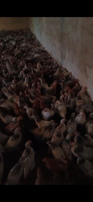 en yaxsi bugda sortu: Məhsul: kend becesidir 2aylıqdır Təsvir: 0502295745 - - Rəng