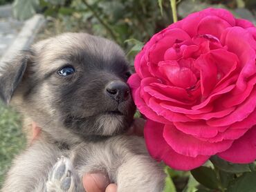 породистые котенки: Отдаем верных щенят в добрые руки.(4) Поместь(в крови есть