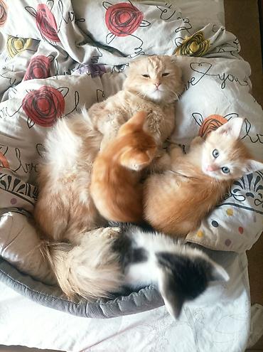 Скотиш Страйт (Шотландская прямоухая), 2 месяца, Мальчик, Рыжий, Приучена к лотку