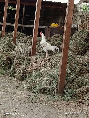 Xoruzlar: Ağ rəngli xoruz 11 aylig xoruz du heç bir prablemi yoxdu vaksinləri — 12