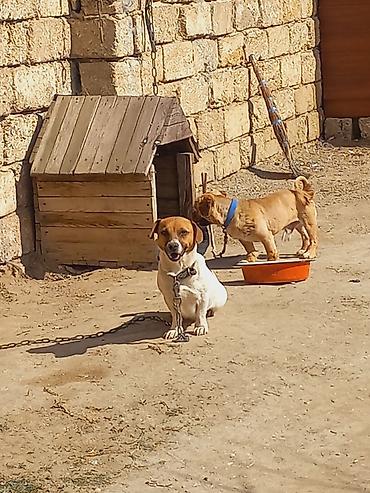 İtlər: Cek rassel teryer, 2 il, Dişi -da lalafo.az — 7 İtlər: Cek rassel teryer, 2 il, Dişi — 7