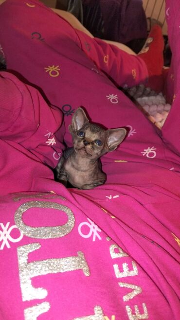 Pişiklər: Sfinks, Erkək, Dişi — 22