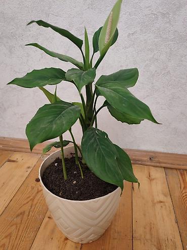 Spathiphyllum (Sülh zanbağı) – dekorativ otaq bitkisi - Uzun, parlaq lalafo.az -da Spathiphyllum (Sülh zanbağı) – dekorativ otaq bitkisi - Uzun, parlaq