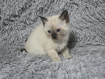 ориентальные котята купить: Котята!!!!!Сиамские Котята, кушают все, к лотку приучены Описание: - — 6