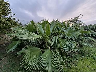 ucuz gul: Mexikan Fan Xurması (Washingtonia robusta) – iri ölçülü, çoxgövdəli — 1