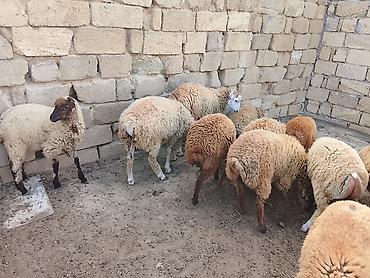 Mal-qara: Quzu, Erkək, ay: 6, 30 kq, Ətlik, Ünvandan götürmə — 2