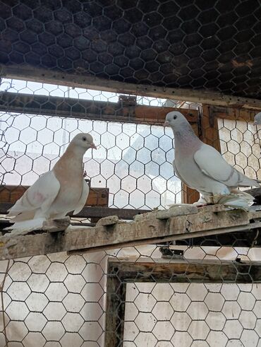 Птицы: Продаю молодых голубей 1 шт стоит пятьсот сом окончательно родители и — 6