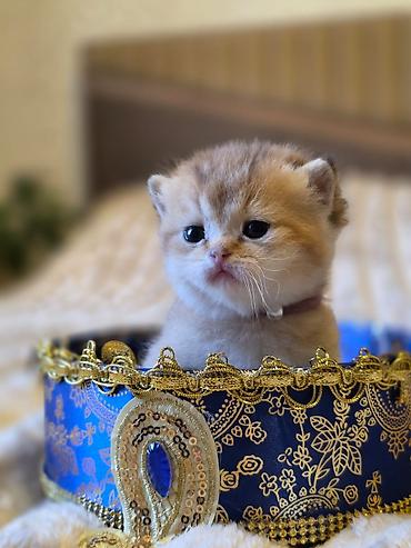 Pişiklər: Britan — 9