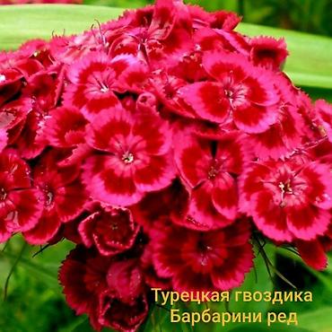 ковры бишкек цена: Продаю рассады турецкой гвоздики многолетней — 1