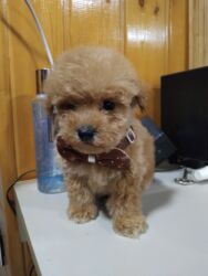 отдам собаку в хорошие руки: Щенок мальтипу мини . мальчик .мама мальтипу папа пудель lalafo.az -da отдам собаку в хорошие руки: Щенок мальтипу мини . мальчик .мама мальтипу папа пудель