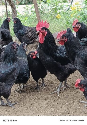 ayam cemani yumurta: Toyuq, Australorp, Yumurtalıq